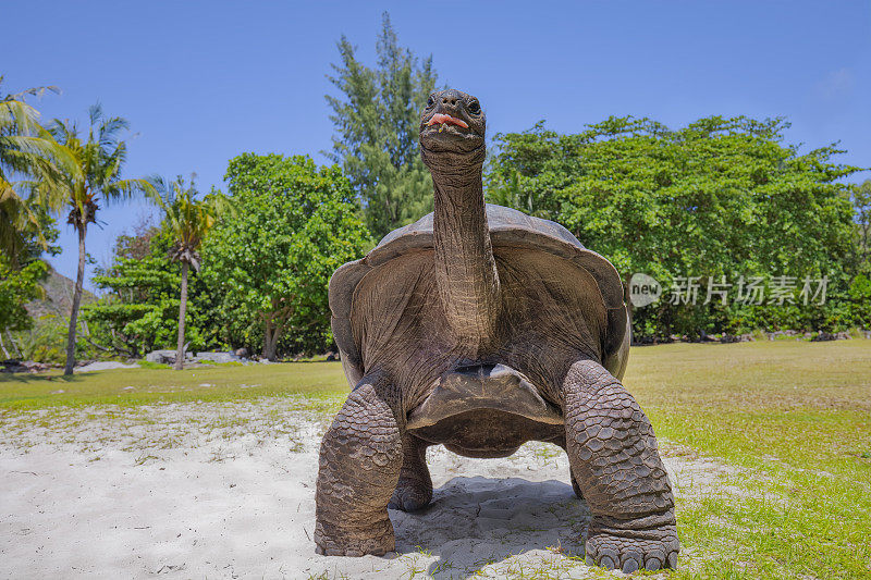 野生动物亚达伯拉巨龟(Aldabrachelys gigantea)在海龟岛Curieuse，塞舌尔岛